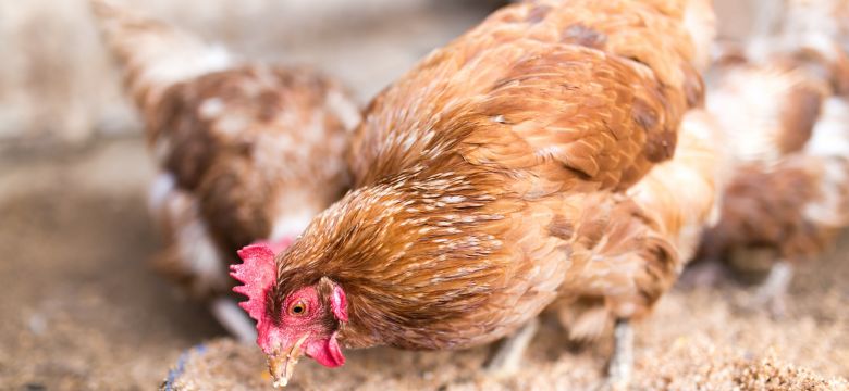 red chicken on a farm in nature