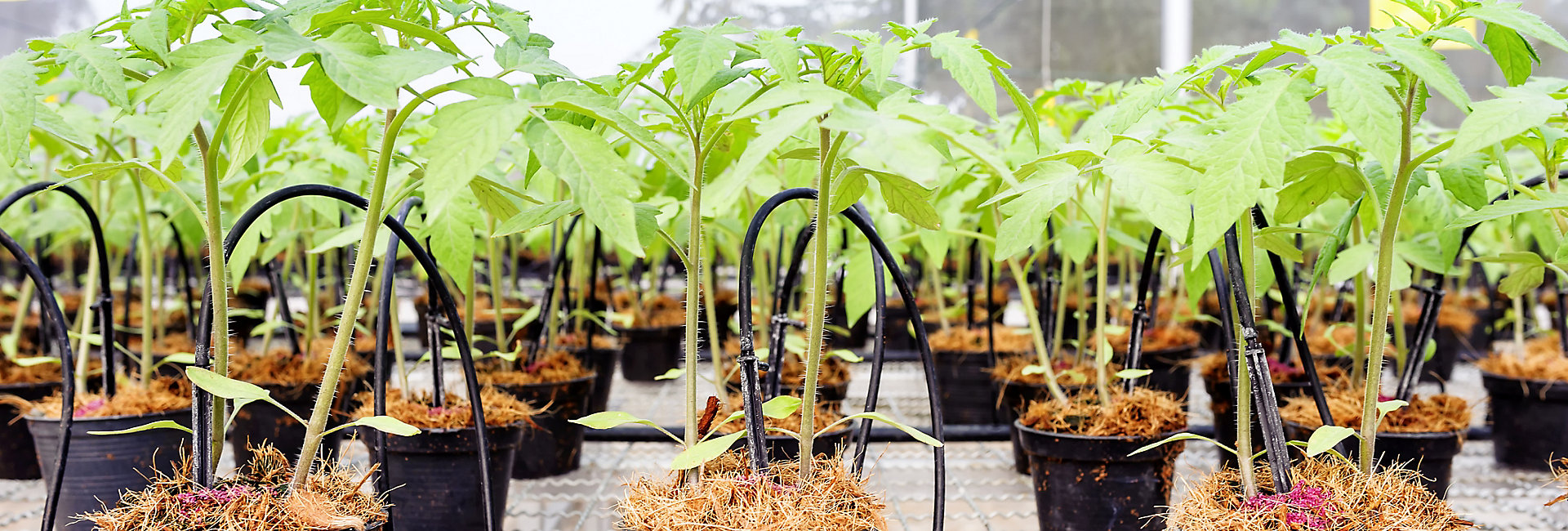KCT Blog how to preserve plant quality