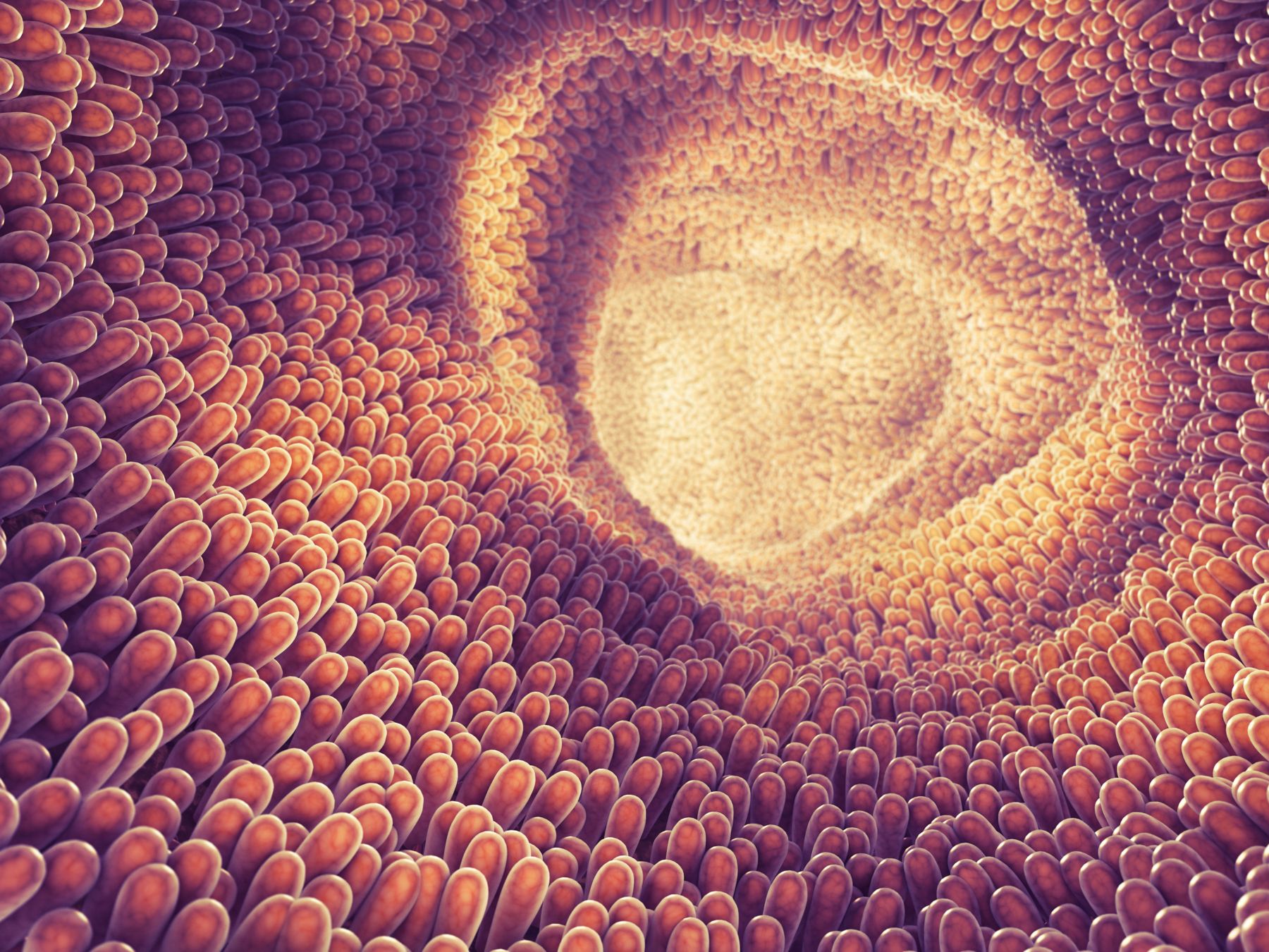 Intestine lining and villi , Food digestion and absorption , Intestinal villus , 3d illustration