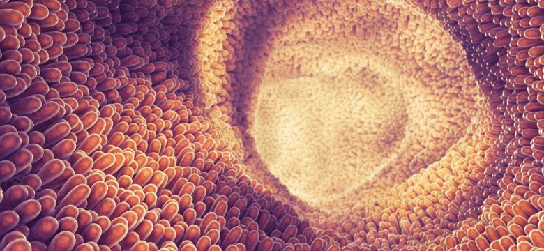 Intestine lining and villi , Food digestion and absorption , Intestinal villus , 3d illustration