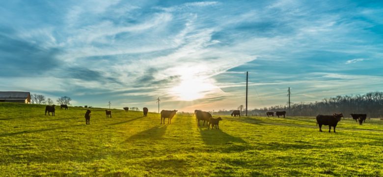 Cows in pasture