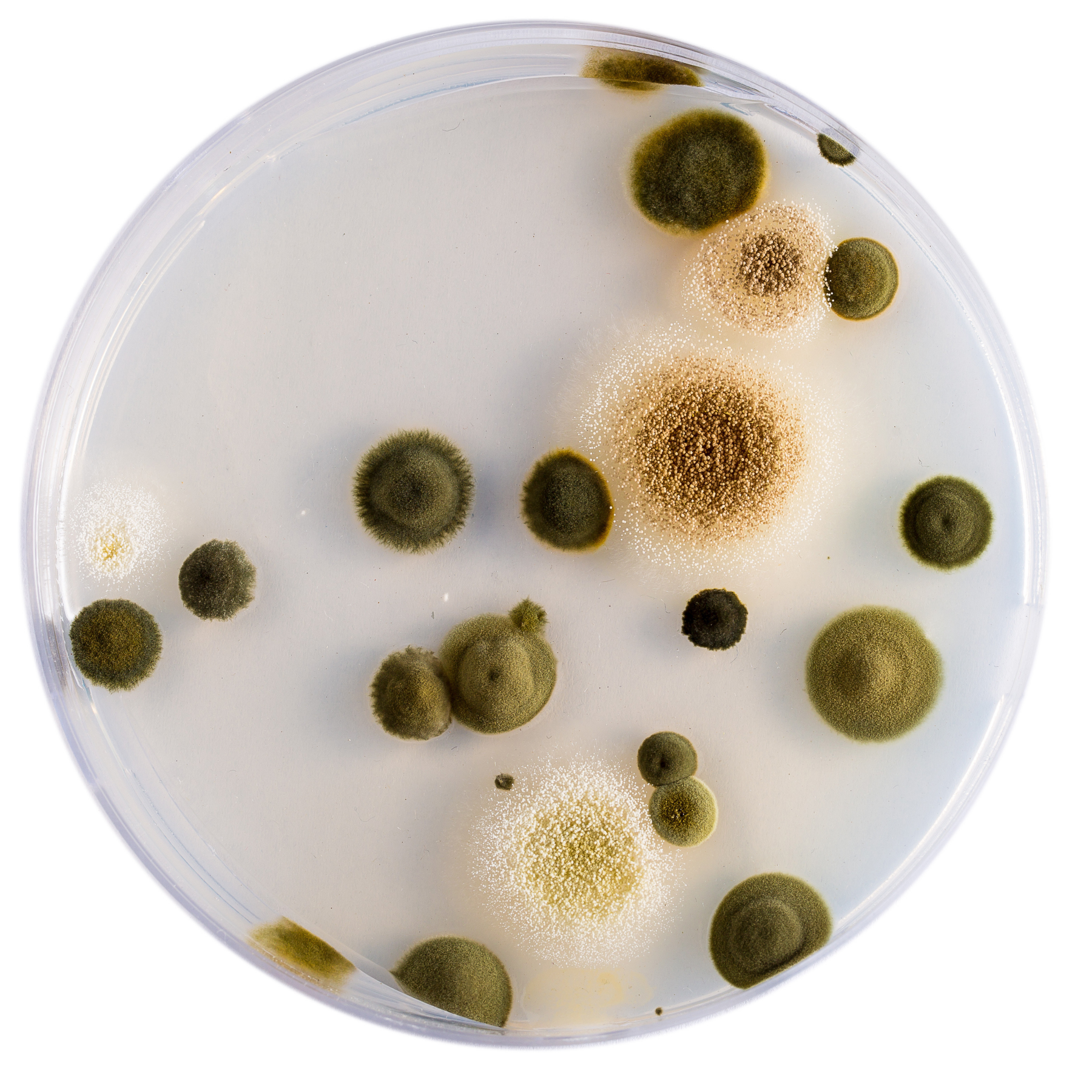 mold growth on petri dish