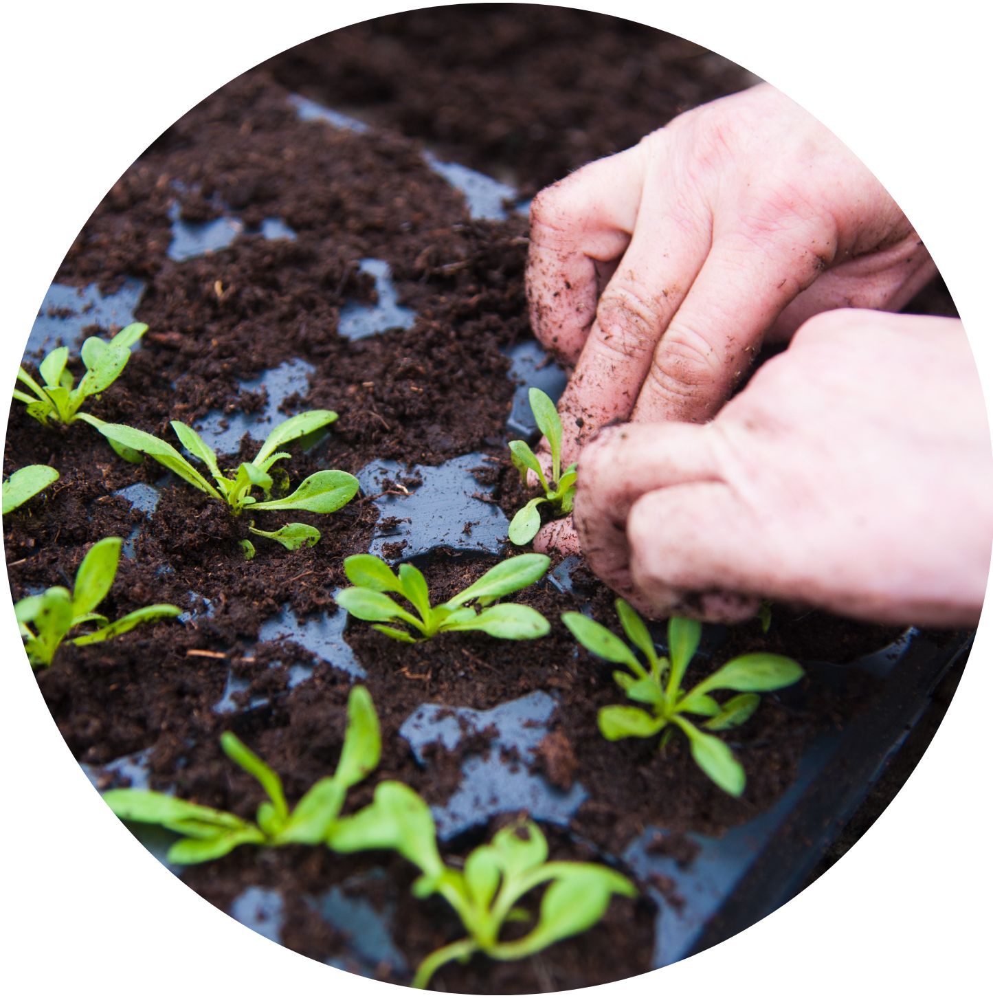 shutterstock_420632839_circle