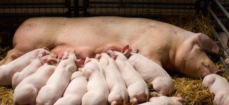 Fertile sow lying on straw and piglets suckling in barn