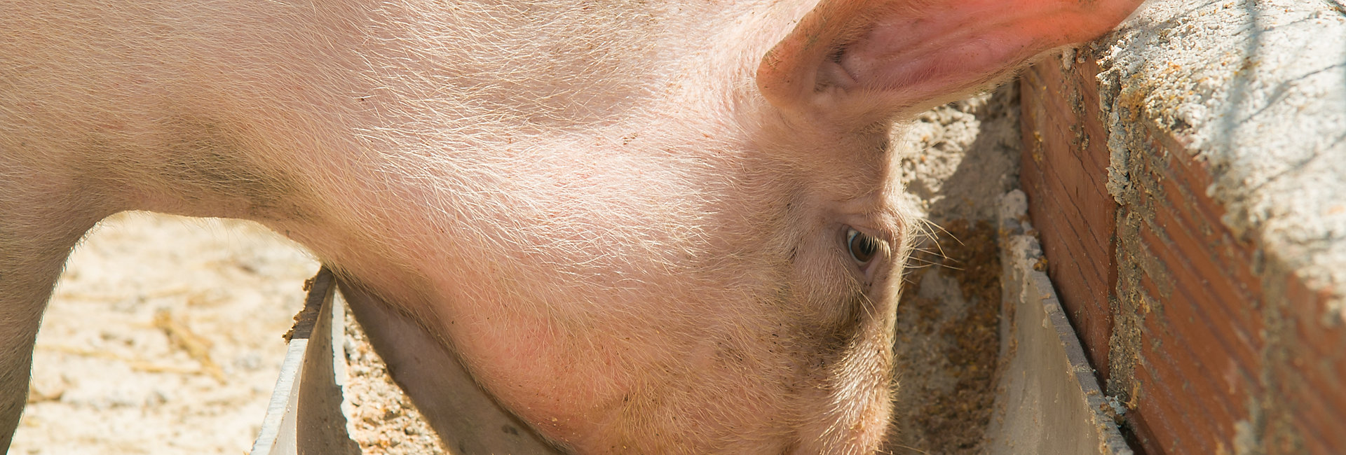 440621161 Portrait of hungry pig