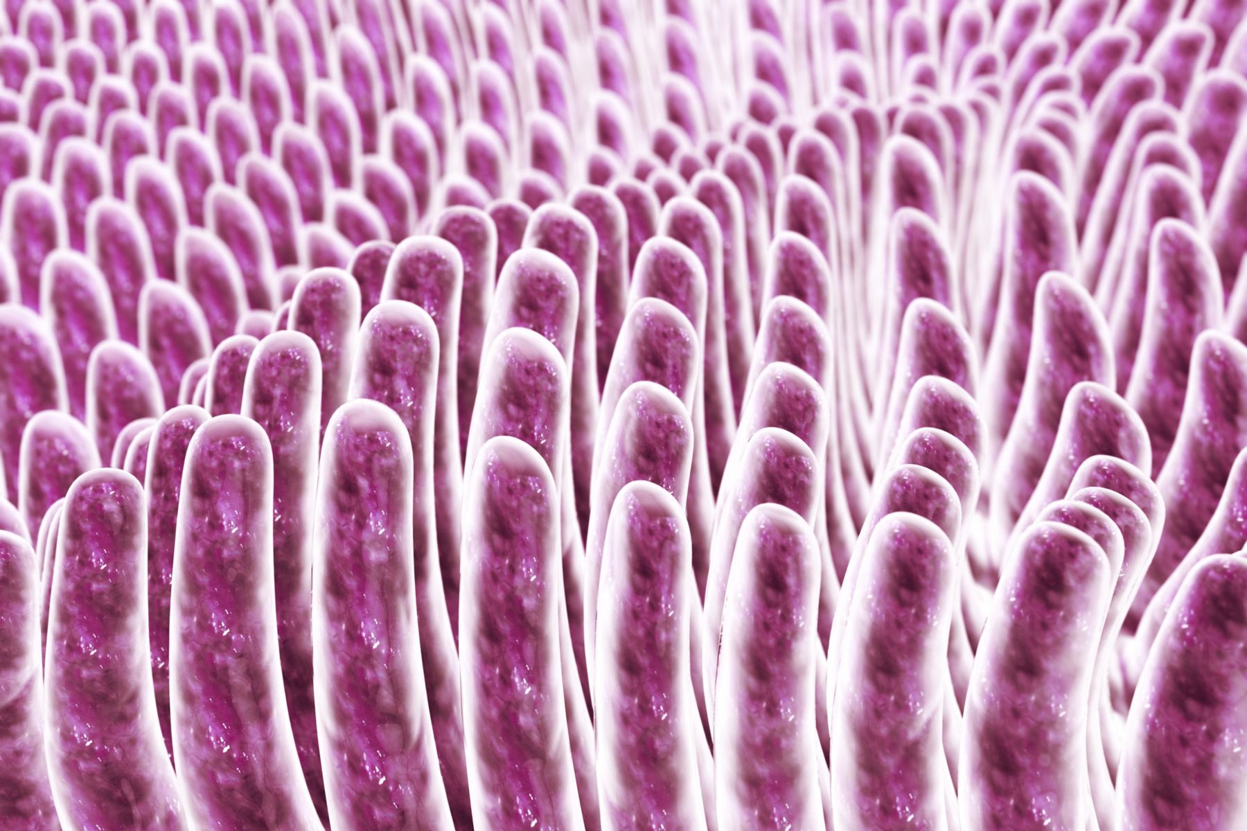 Intestinal Villi