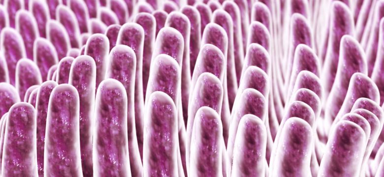 Intestinal Villi