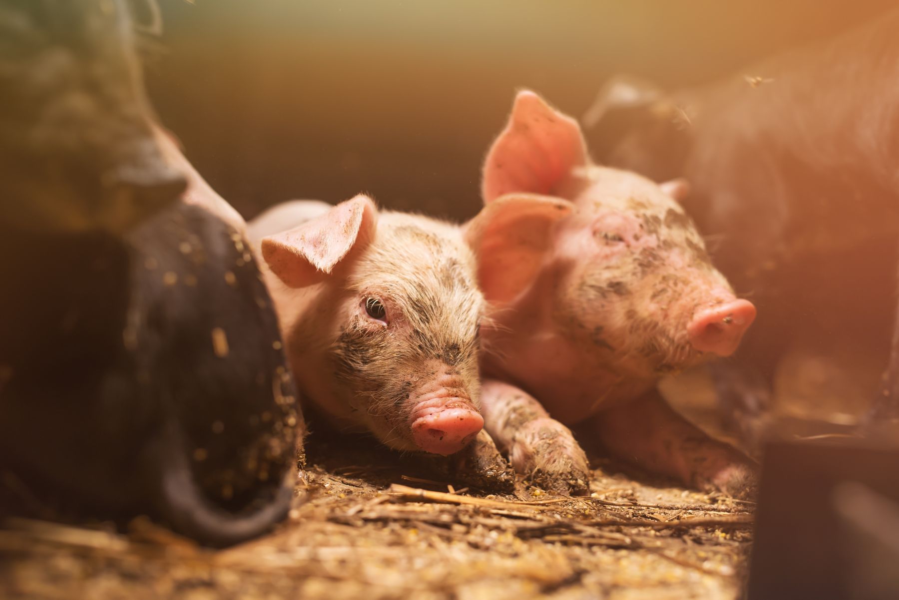 Cute little swines in a pigsty, lying