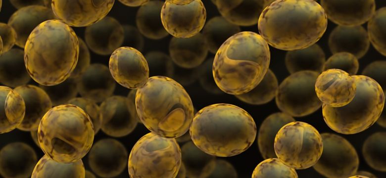 Yeast Solutions