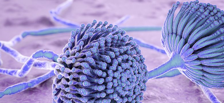 black mold fungi Aspergillus