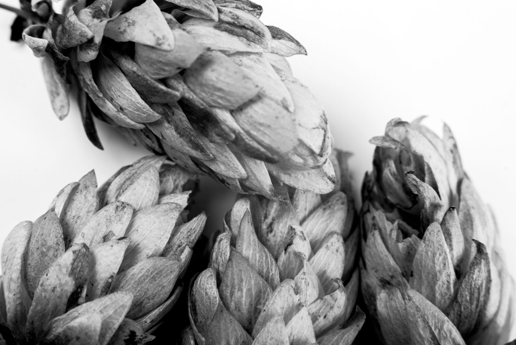 shutterstock_494710903