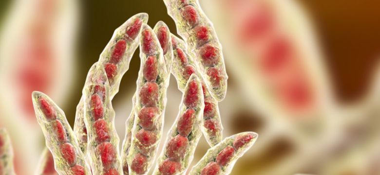 Fungi Fusarium mycotoxins