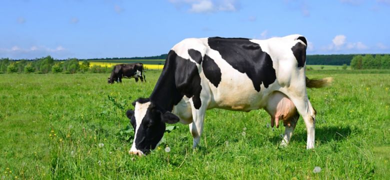 Cow on a summer pasture