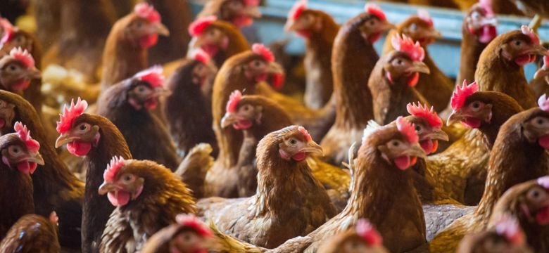 hero-banner-soluções-para-saúde-intestinal-de-aves