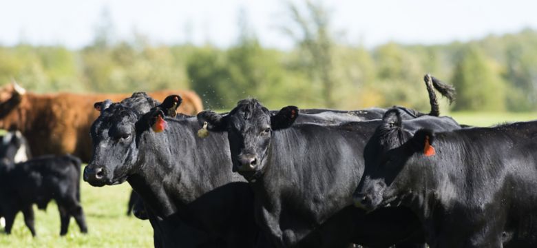 A Herd of Black Angus Cattle