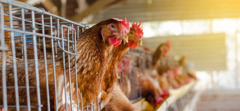 hero-banner-soluções-para-eficiência-produtiva-de-aves