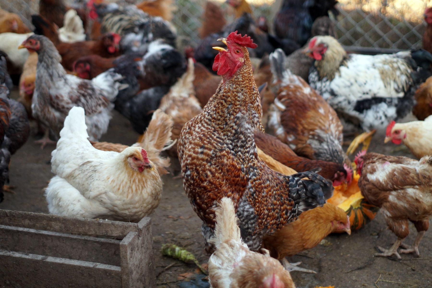indigenous chicken outside in cage