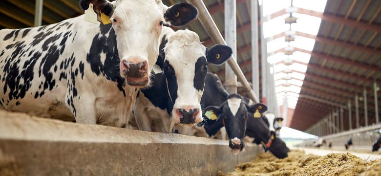 agriculture industry, farming and animal husbandry concept - herd of cows eating hay in cowshed on dairy farm