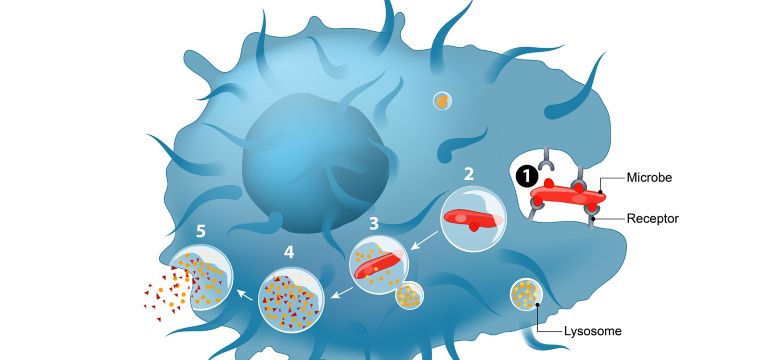 phagocytosis
