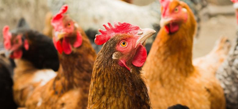 Hens waiting for the morning food. Chickens feeding time. Perfect image for organic chicken industry, countryside, farms, food, eco farming, lifestock etc.