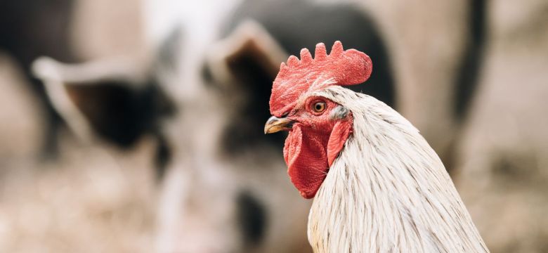 close up white rooster
