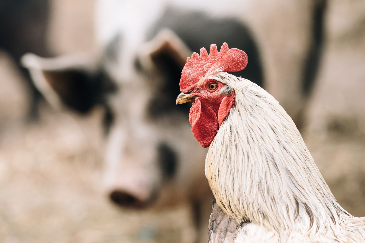 close up white rooster