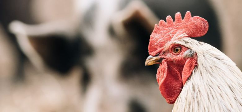 close up white chicken rooster hen on pig snout background in rustic farmyard