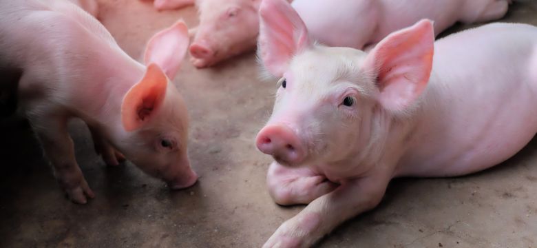 Small piglet sleep in the farm. Group of Pig indoor waiting feed. swine in the stall. Close up eyes and blur.