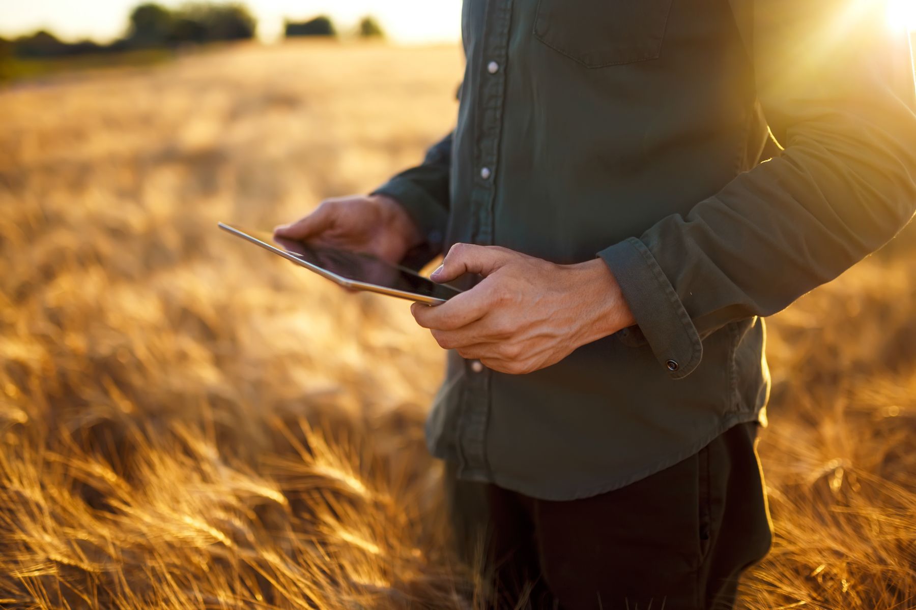 674593639 Farmer checking wheat field progress, holding tablet using internet.