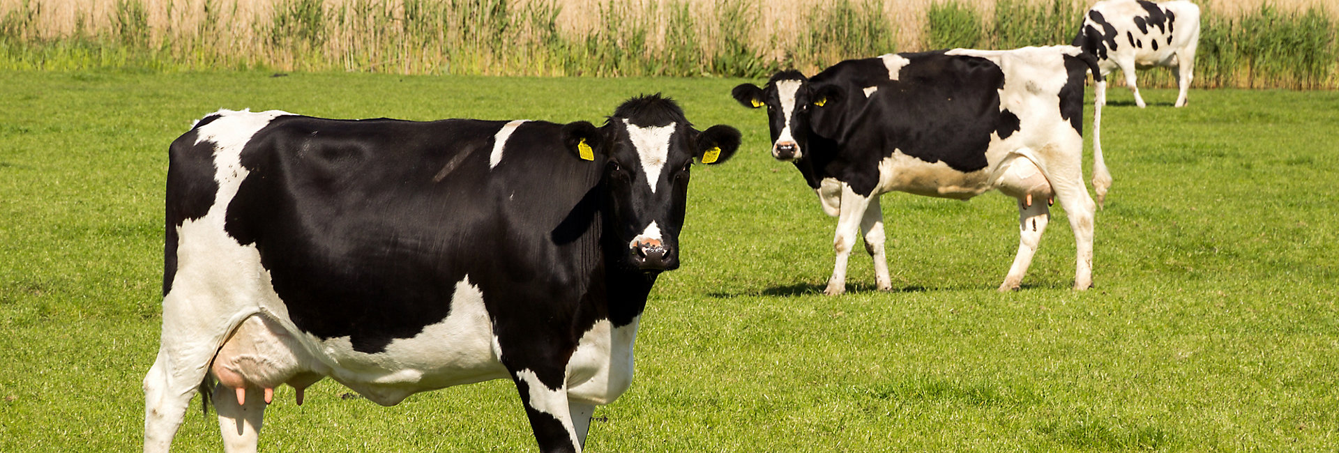690074494 Black and white Holstein Friesian cow grazing in grassland