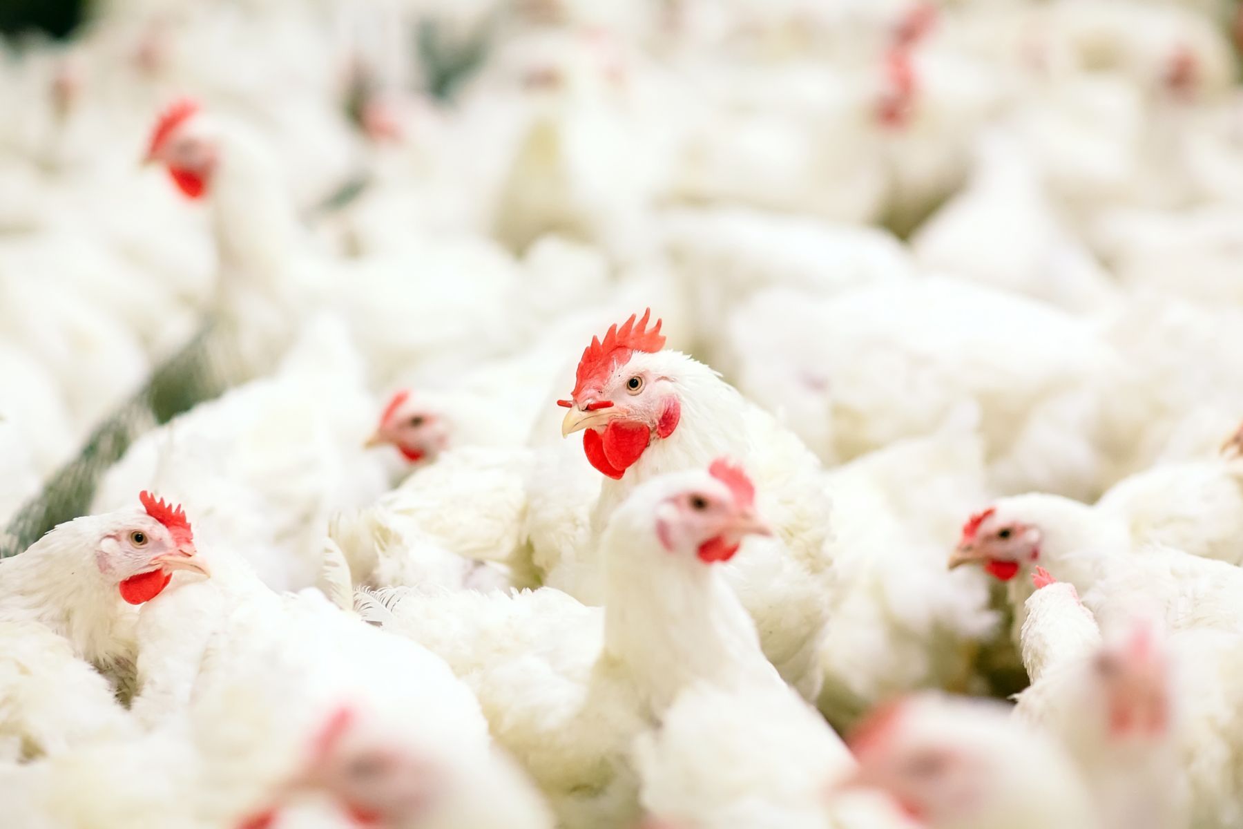 Nutrition Solutions for Poultry Feed | Kemin Industries USA