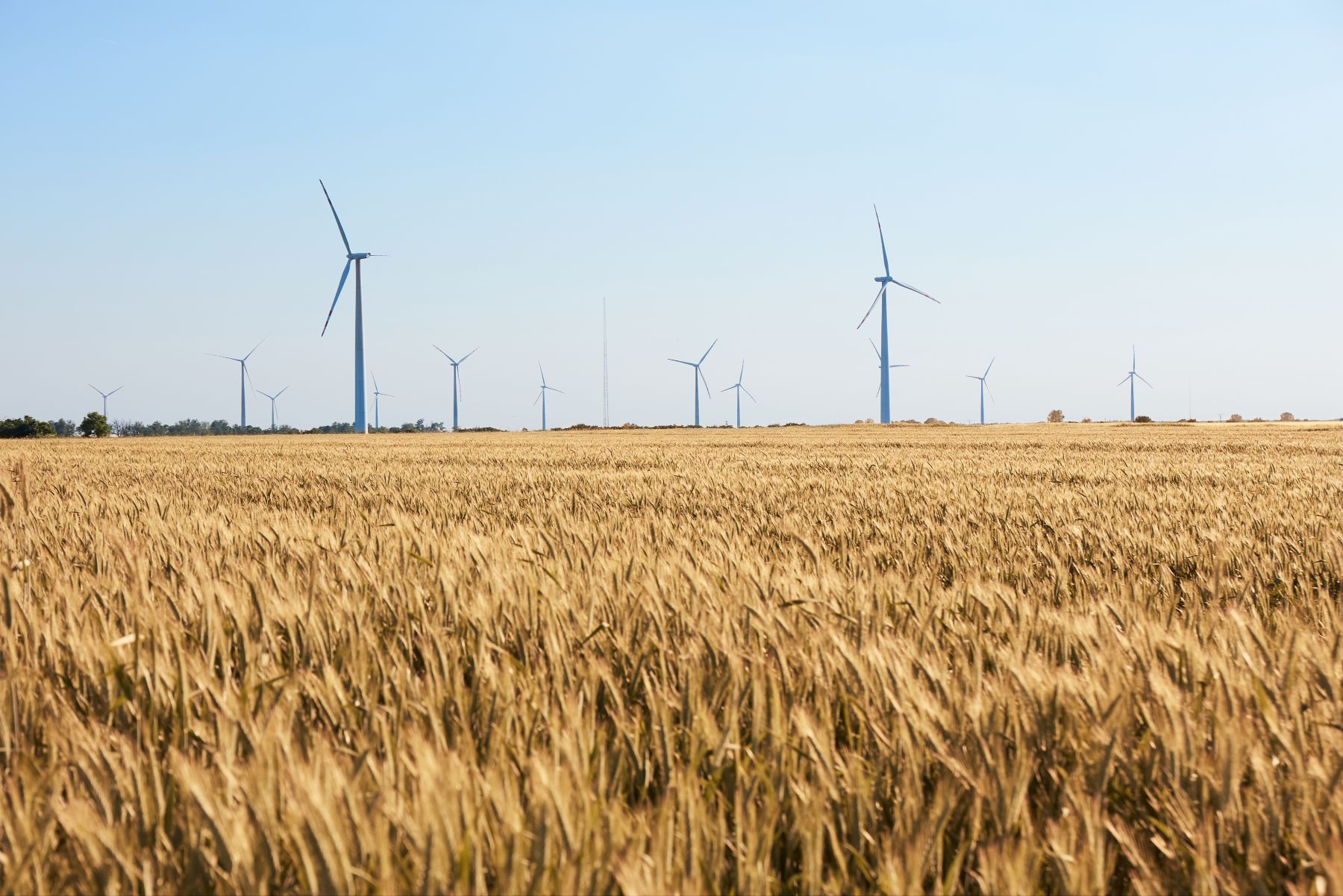 792400000 Wind turbine among golden ears of grain crops. Windmill turbine is environmentally friendly source of energy. Harvesting of wheat ears. Gathered crops on field of agricultural farm.