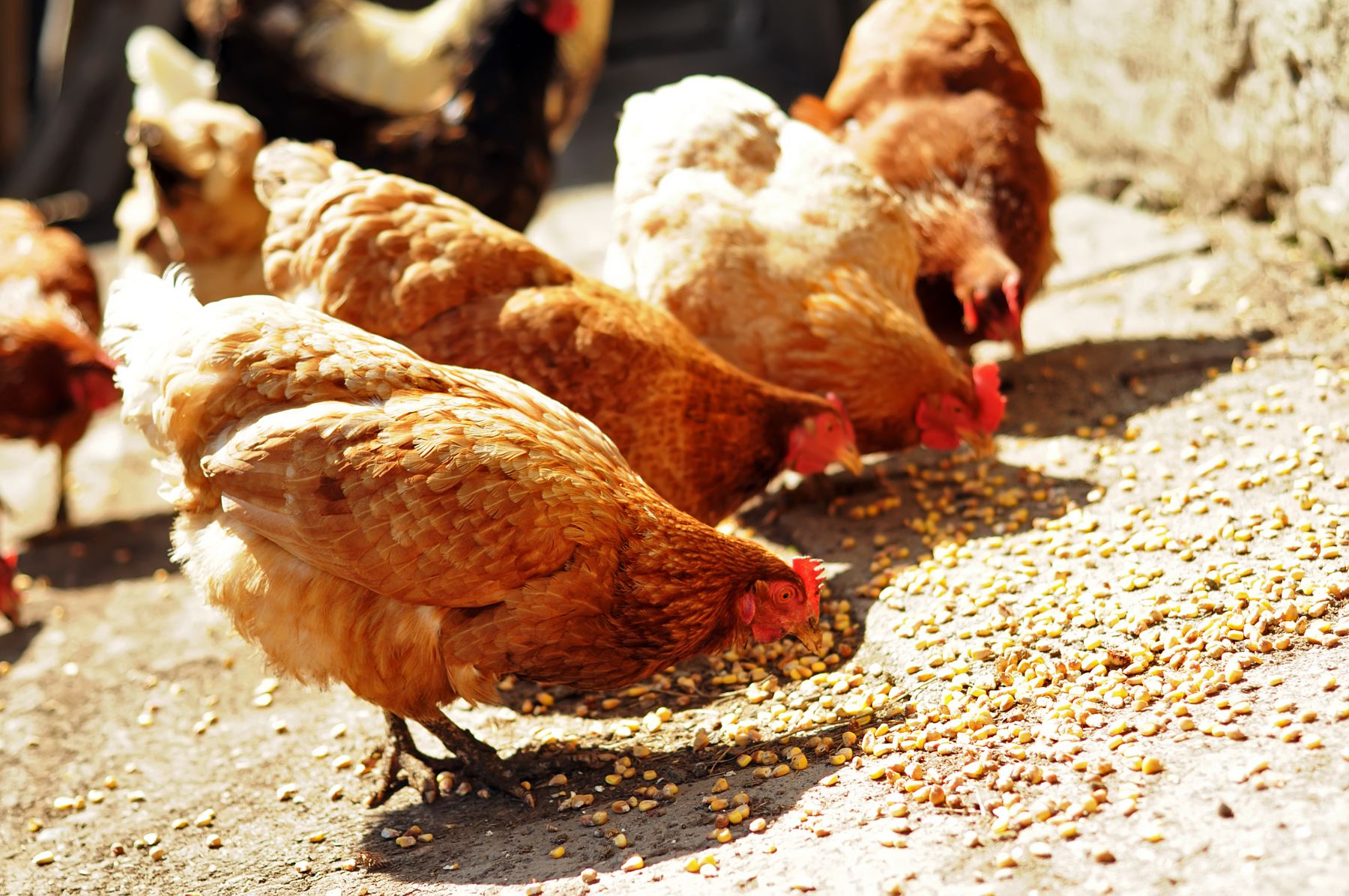 79788544 Several red, farm chickens eating corn in the countryside