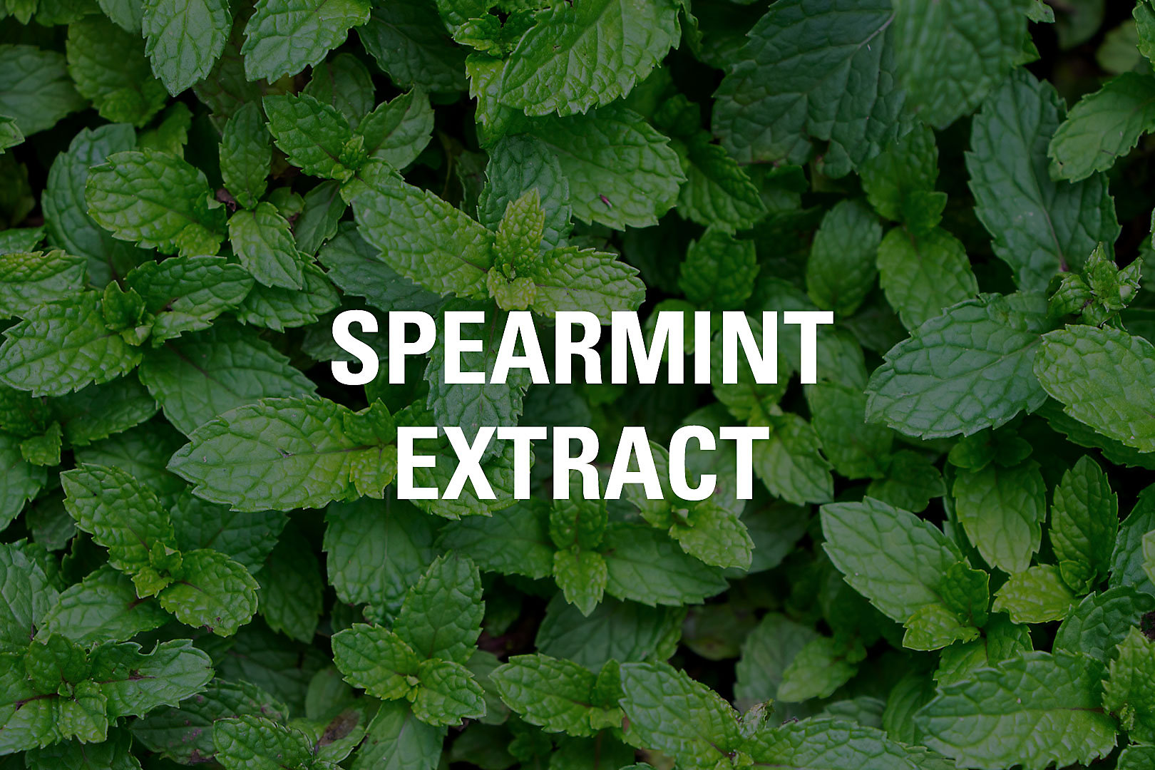 Spearmint Extract Ingredient Tile