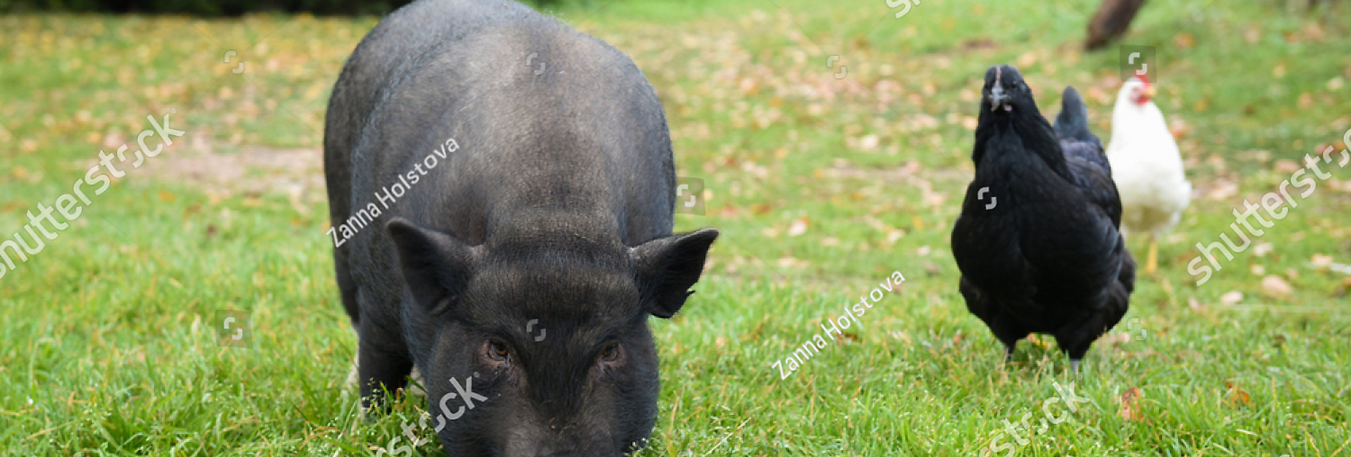 stock-photo-funny-black-a-pig-in-the-yard-774084469