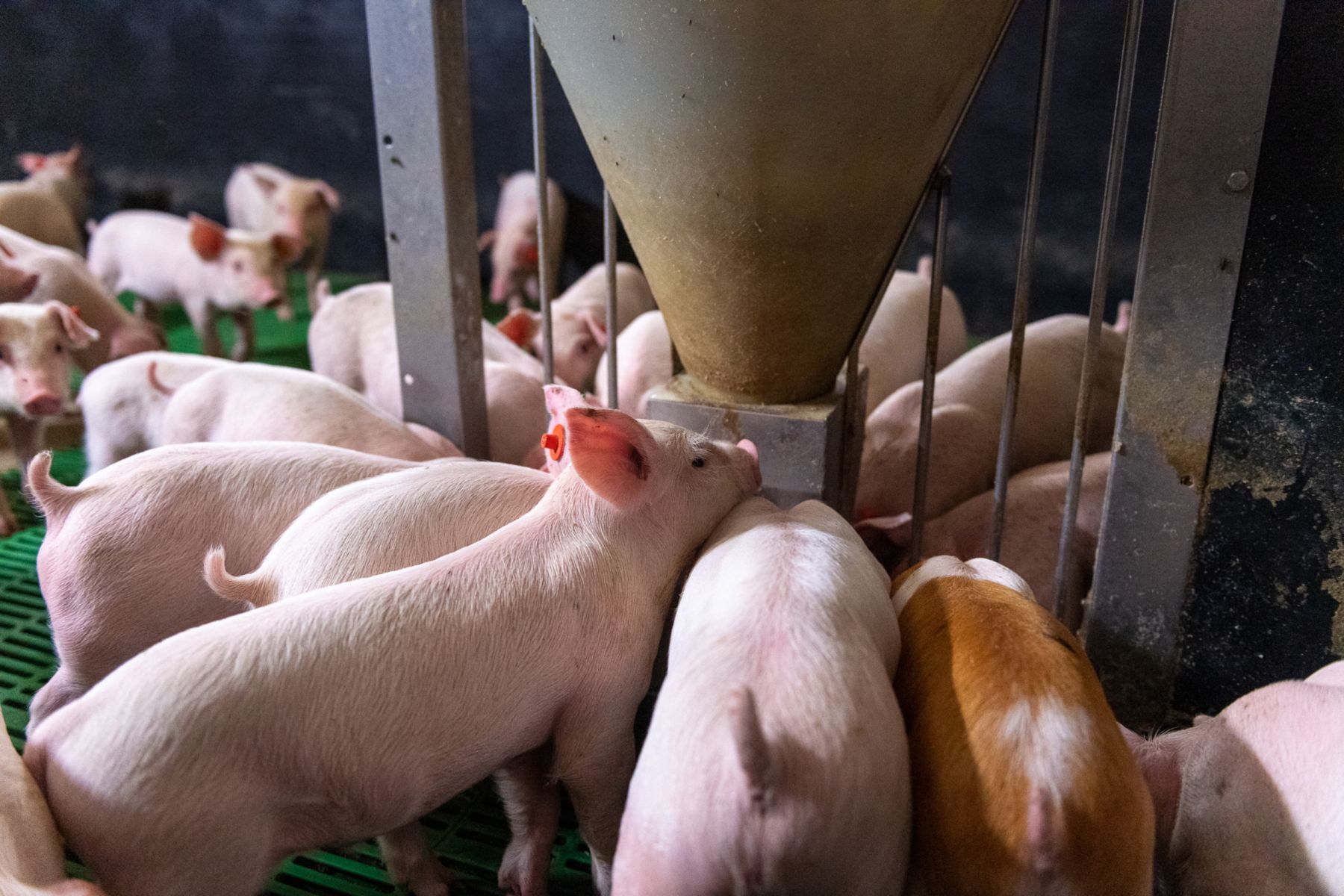 Pig Farm Loreninge Luyssen - pigs eating