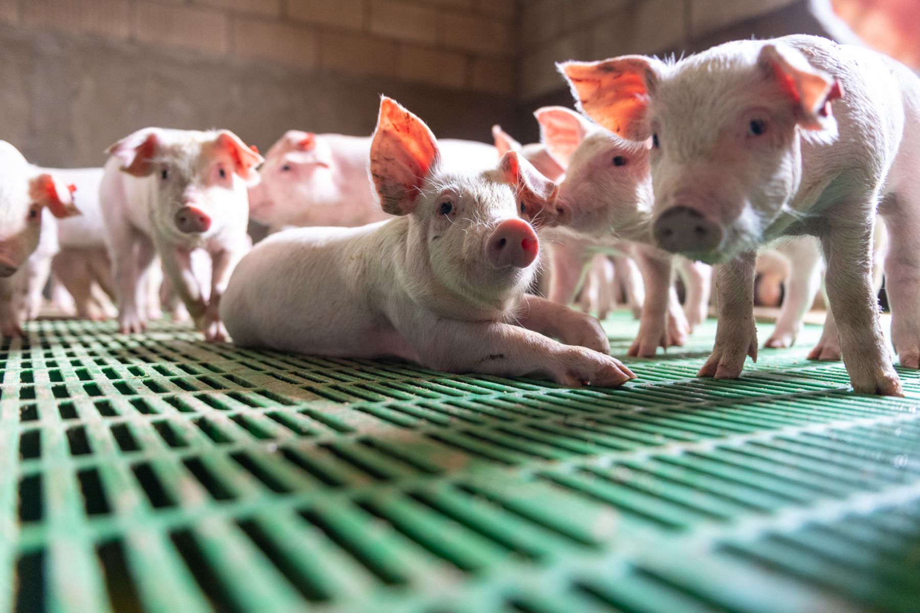 Pig Farm Loreninge Luyssen - pigs in farm