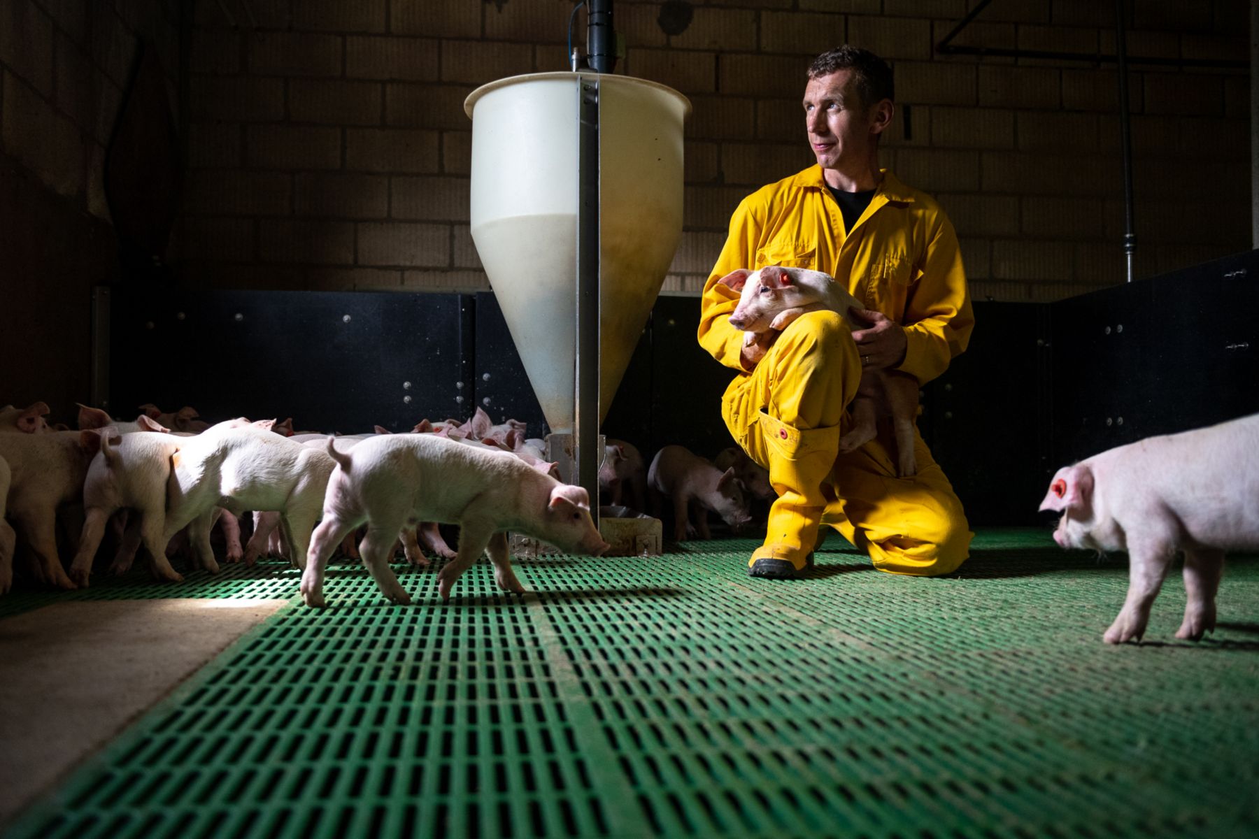 Pig Farm Loreninge Luyssen - farmer and pigs