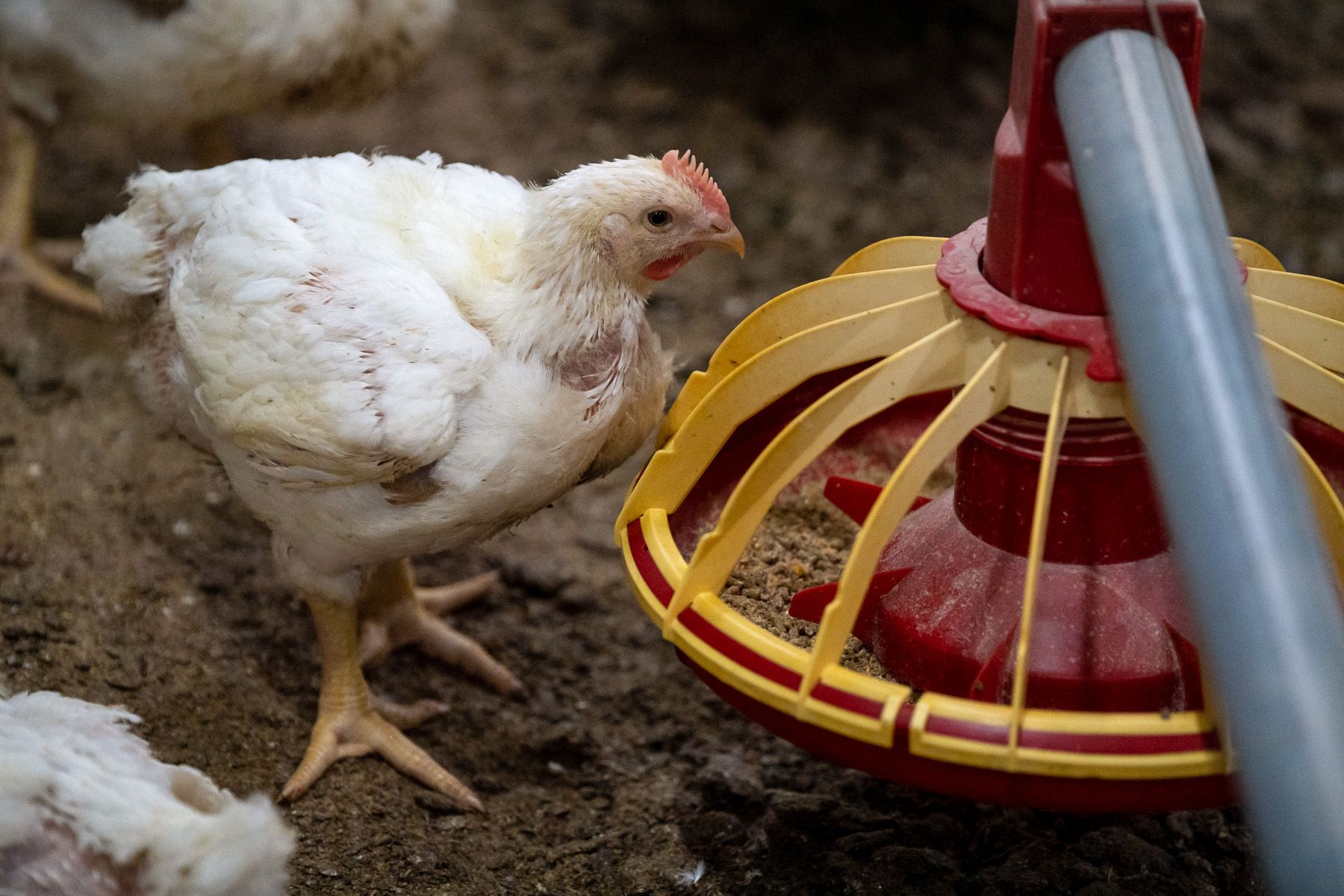 chickens eating automatic feeder grains