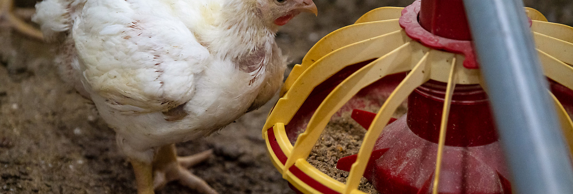 chickens eating automatic feeder grains