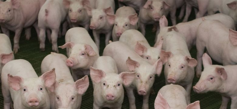 Swine Hero Image