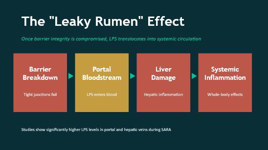 the leaky rumen effect
