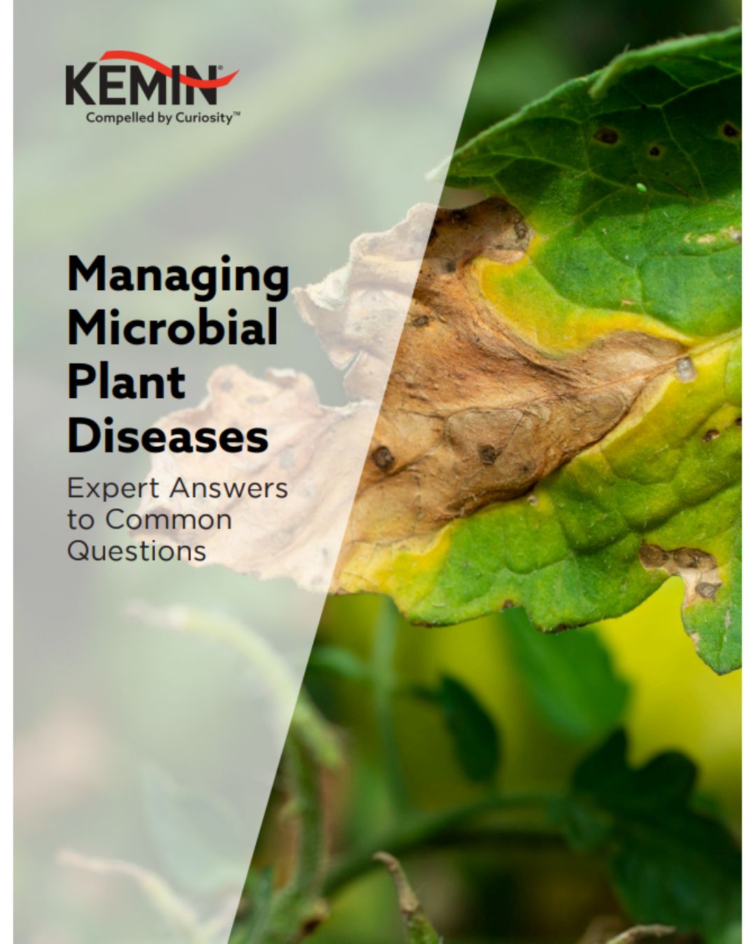 thumbnail_managing micorbial plant diseases KCT - 1