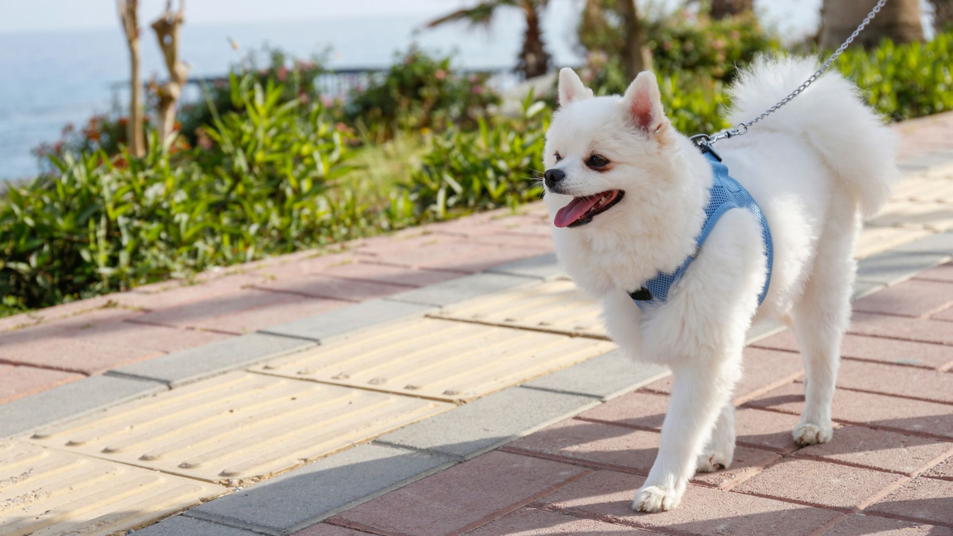 Un chien blanc au pelage duveteux
