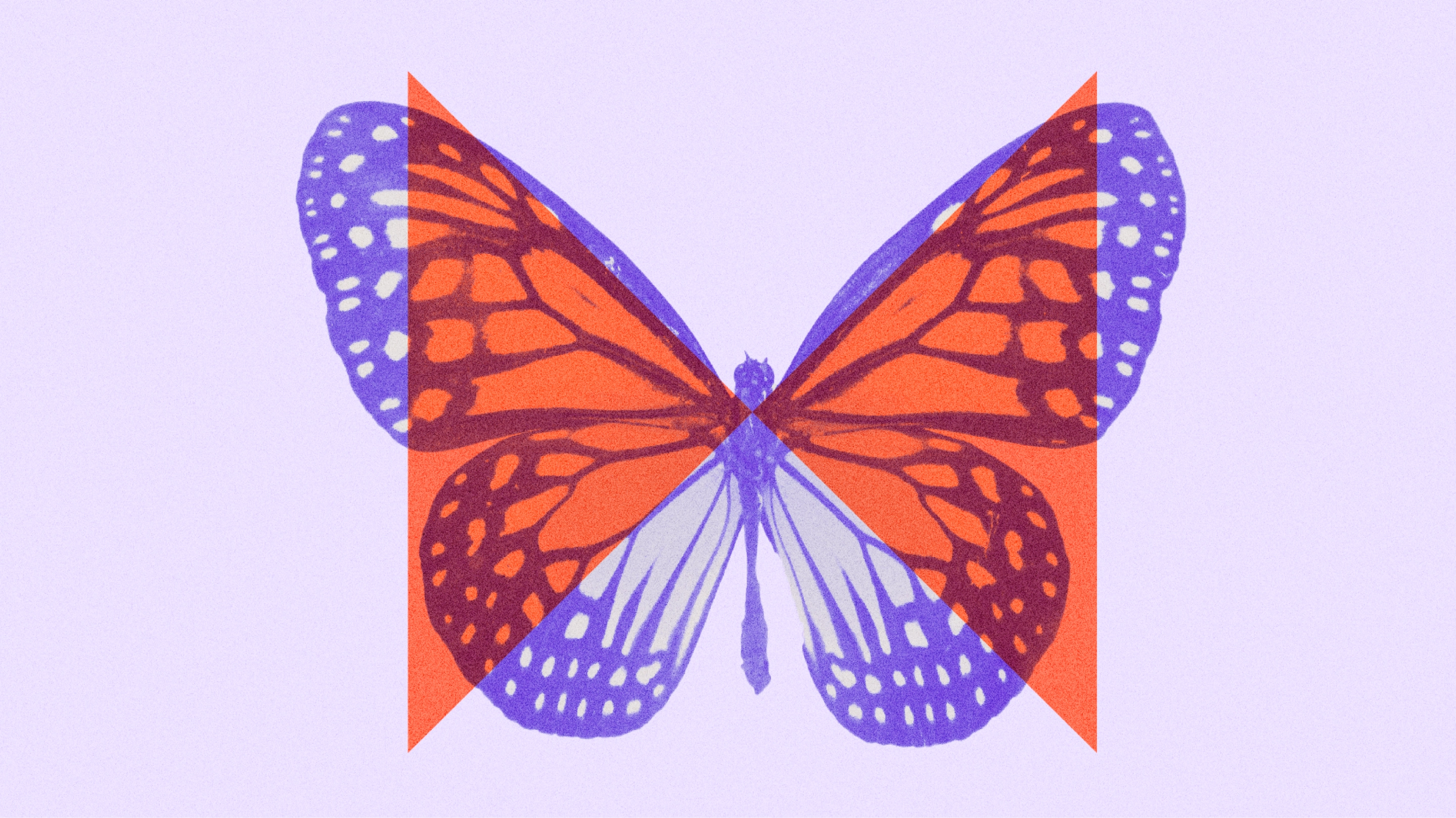 Butterfly illustration with a geometric shape overlap