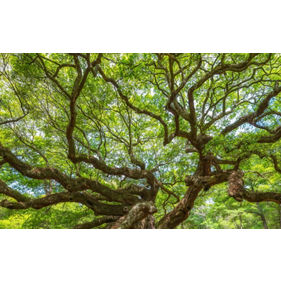 Innovations in Nature Insurance for Business