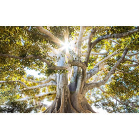 Sustainable Underwriting: Key steps to achieving a net zero insurance balance sheet