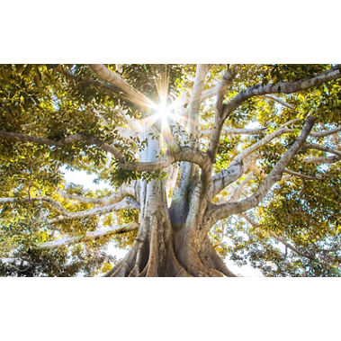 Sustainable Underwriting: Key steps to achieving a net zero insurance balance sheet
