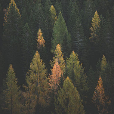 The Burning Issue: Managing Wildfire Risk 