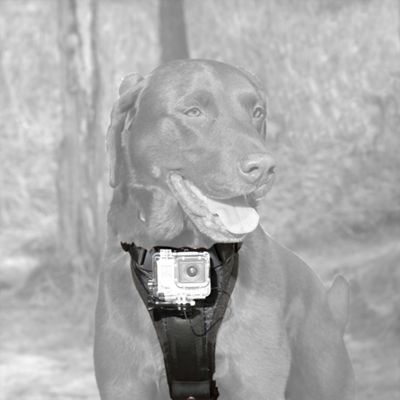 Kurgo Camera Mount Dog Harness at